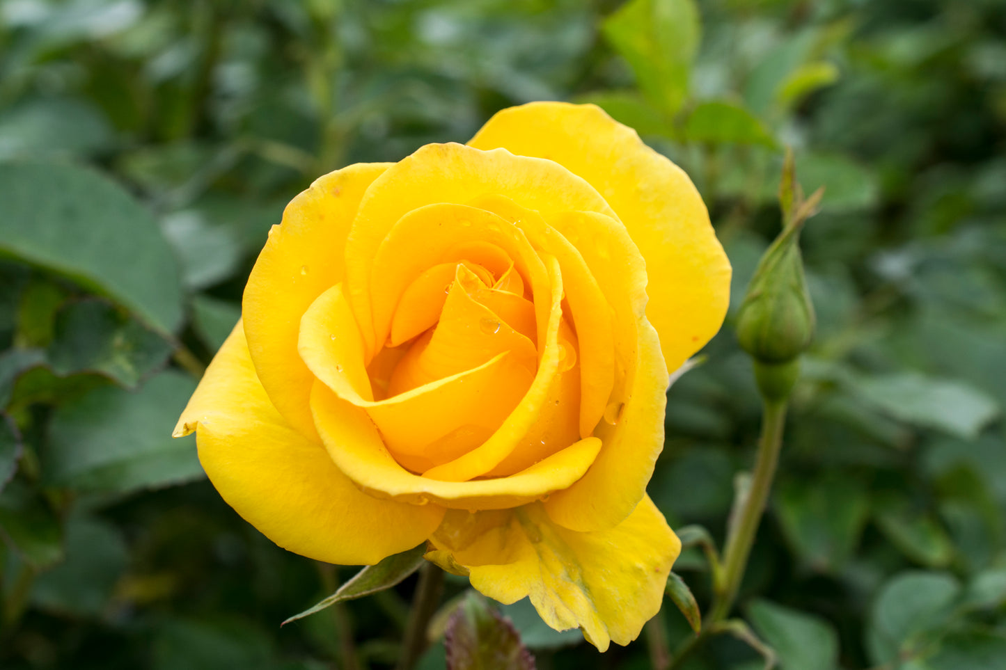 Close-up of deep yellow Gilded Sun rose flowers cluster