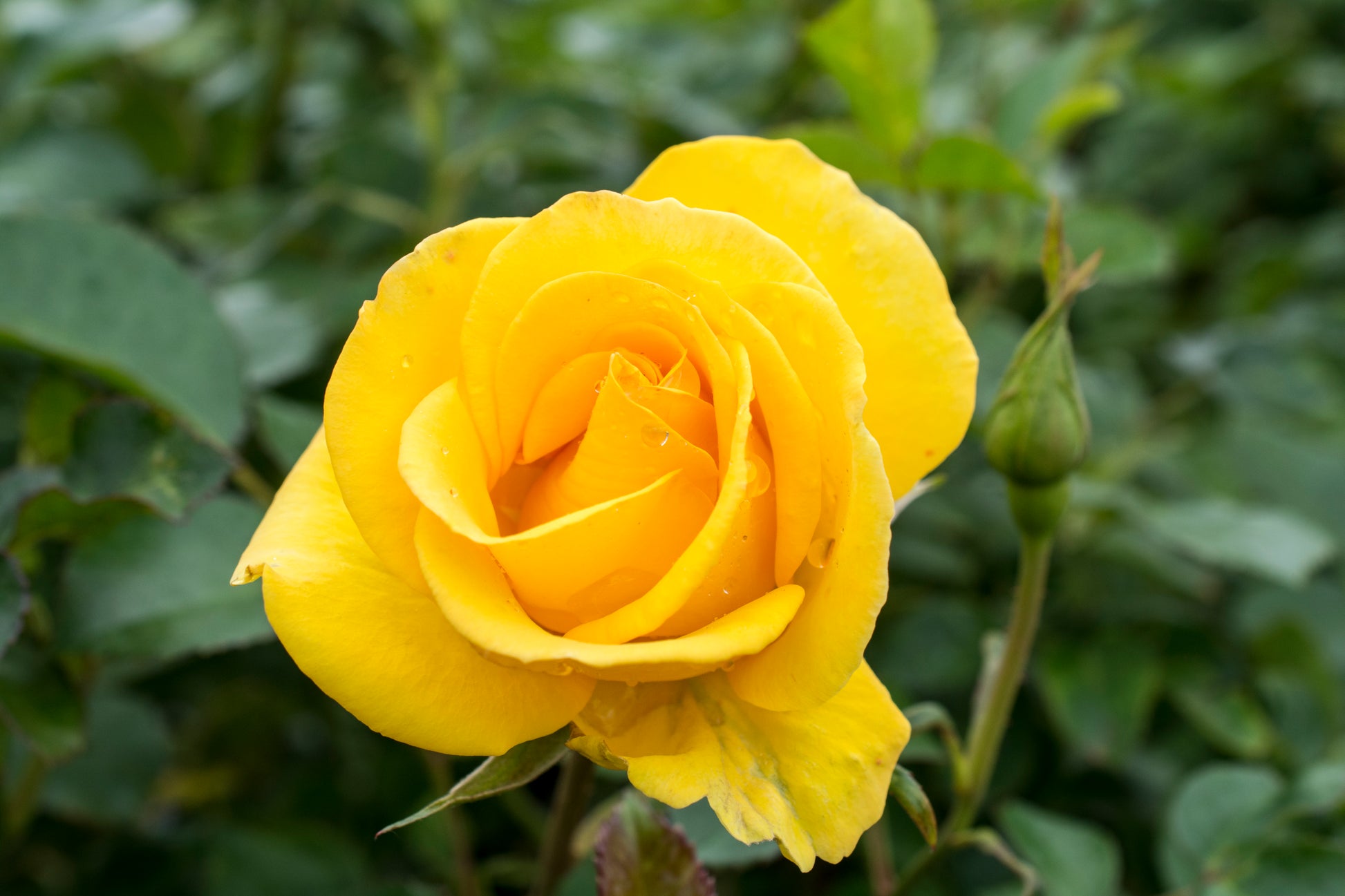 Close-up of deep yellow Gilded Sun rose flowers cluster