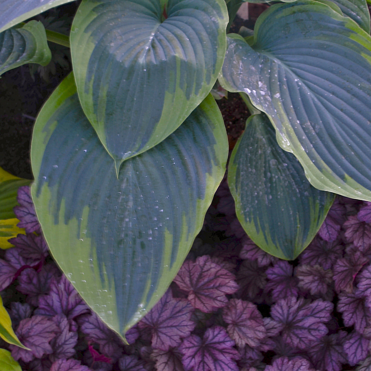 Close-up of green and purple leaves with water droplets