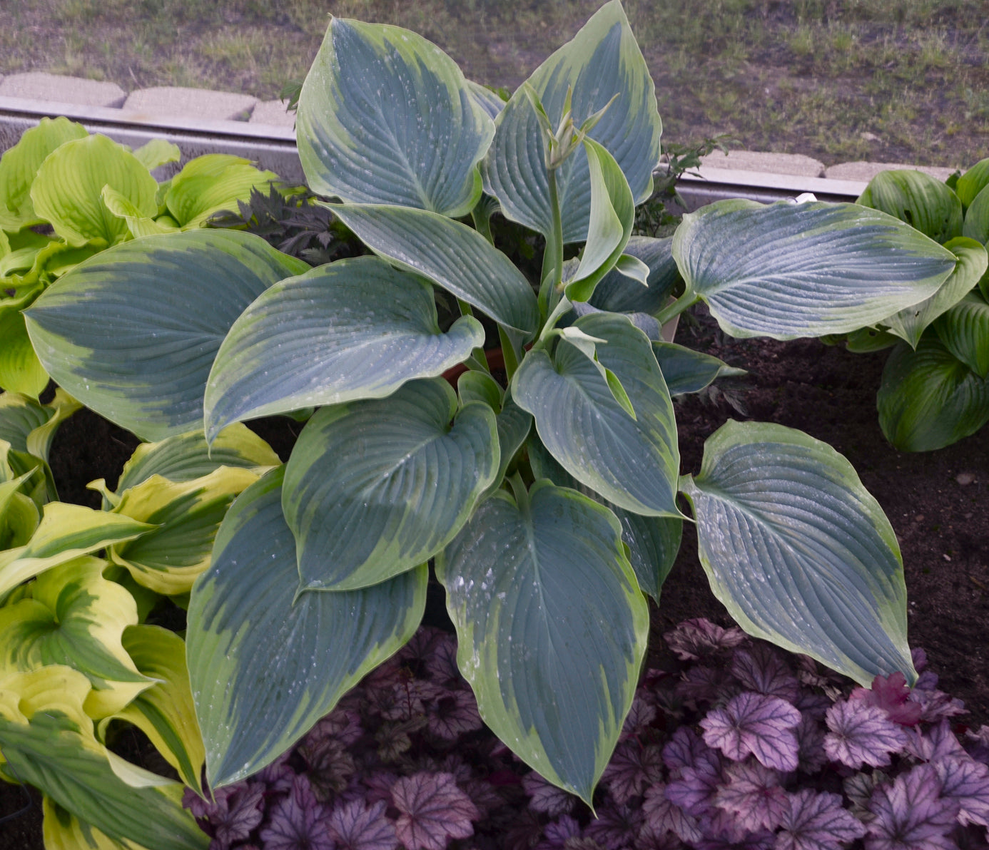 Close-up of green hosta plants with a blurred background