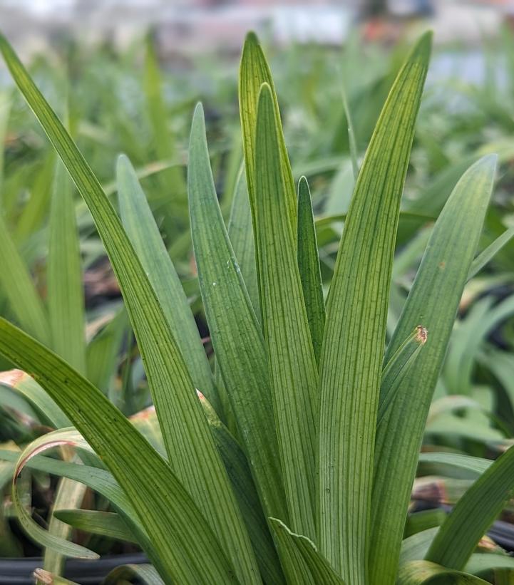 Close-up of green liriope plant leaves with no flowers visible.