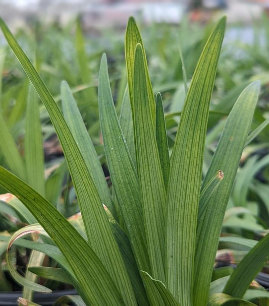 Close-up of green liriope plant leaves with no flowers visible.