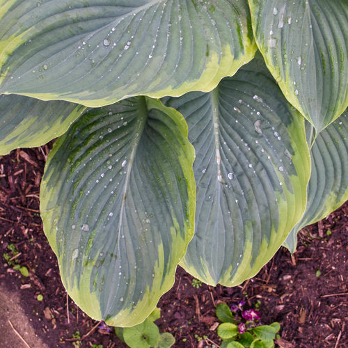 Close-up of large green leaves with a blurred background