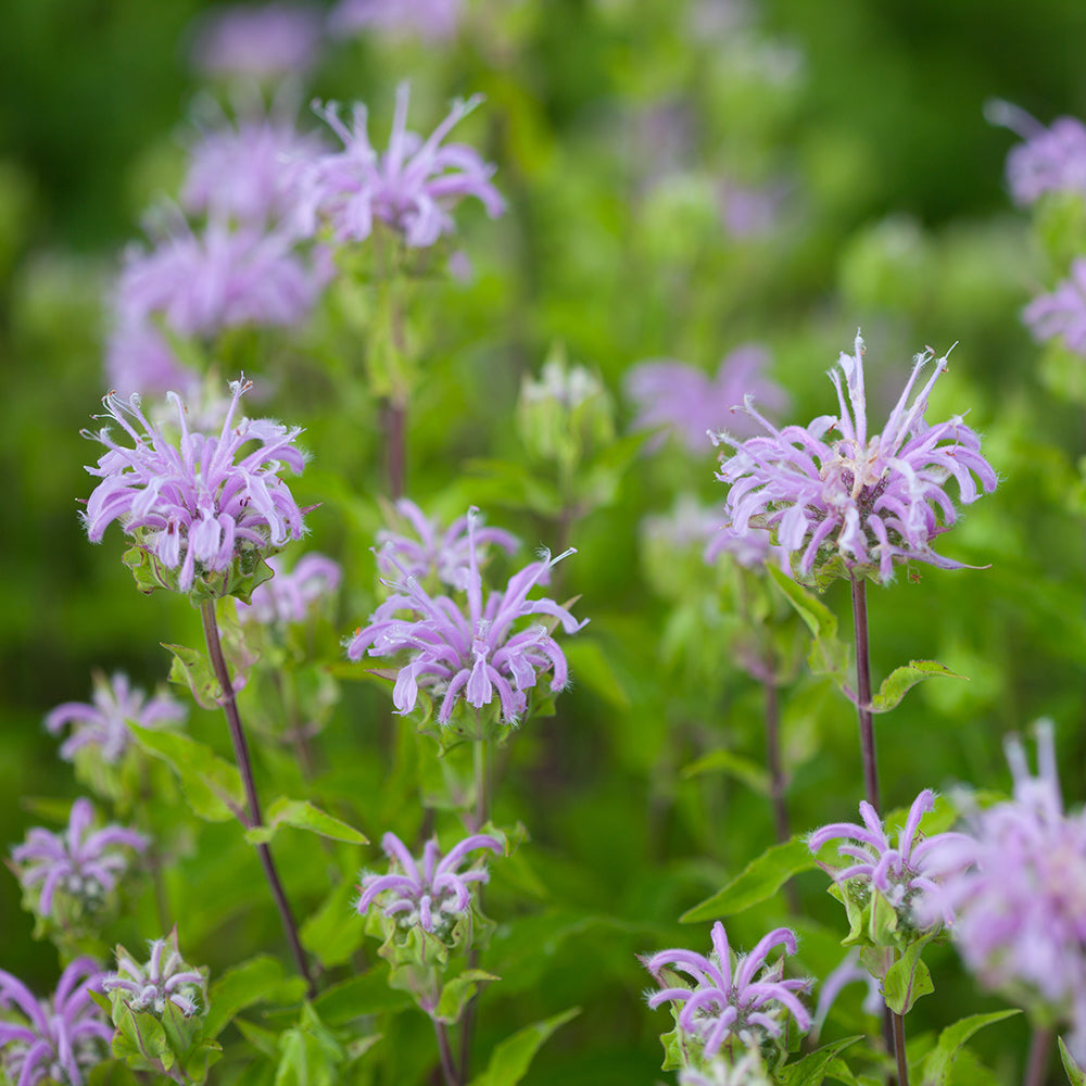Close-up of lavender-colored wild bergamot flowers with aromatic foliage in the background.