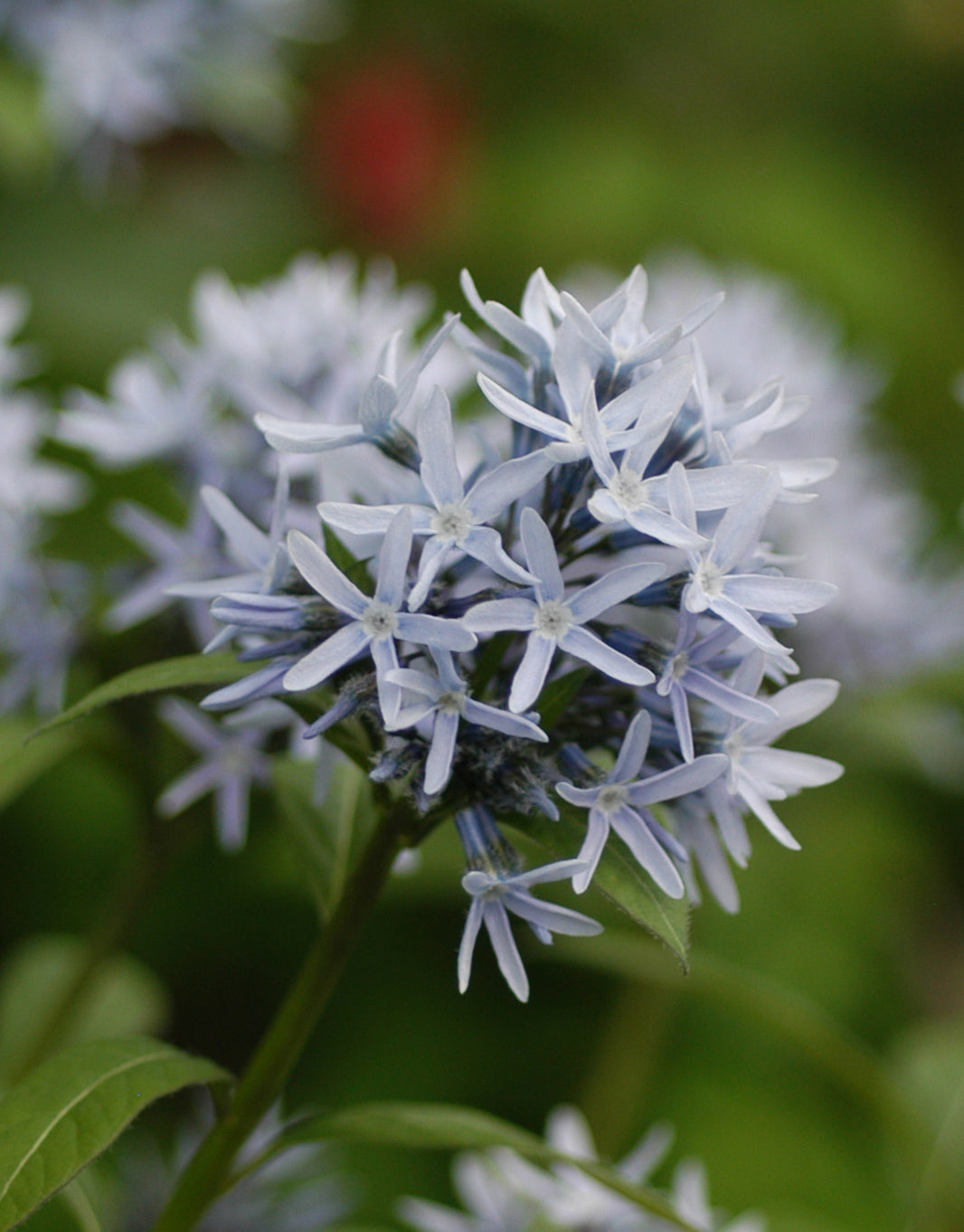Close-up of light blue, star-like flowers forming a rounded mound.