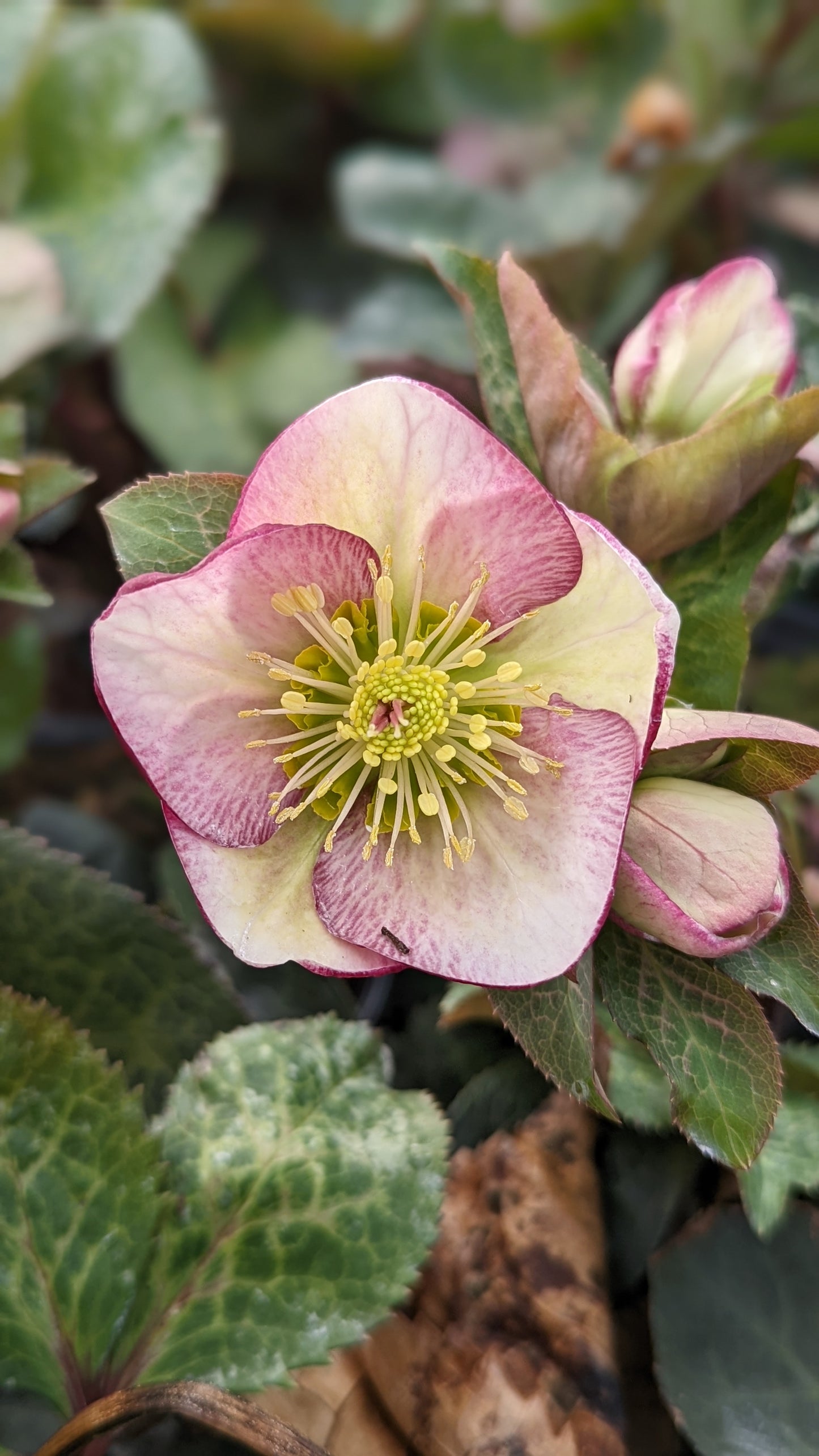 Close-up of mauve-pink Helleborus ‘Penny’s Pink’ Lenten rose flowers blooming above glossy green foliage