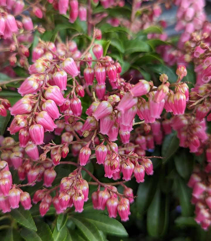 Close-up of pink Andromeda flowers with bell-shaped petals and protruding stamens, with green foliage in the background.