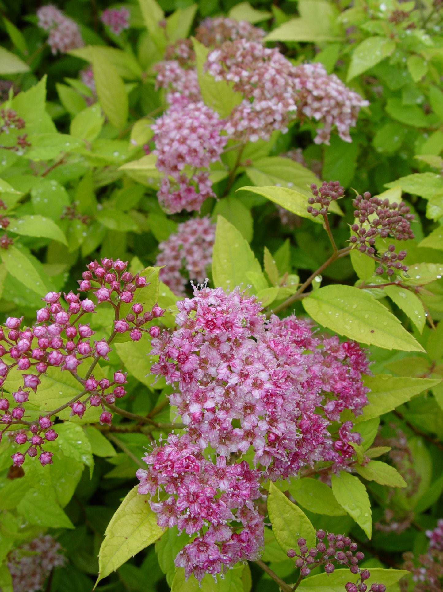 Close-up of pink Spirea flowers with green leaves.