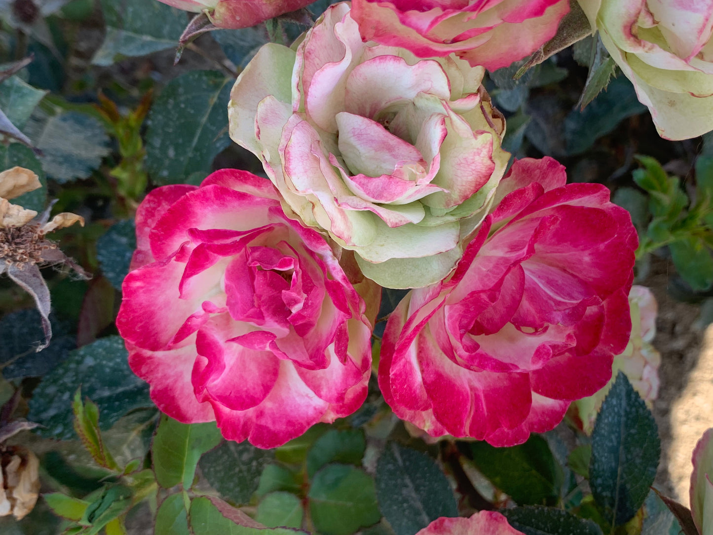 Close-up of pink and green flowers with a blurred background