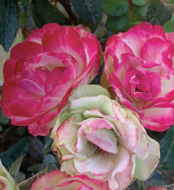 Close-up of pink and green flowers with a blurred background