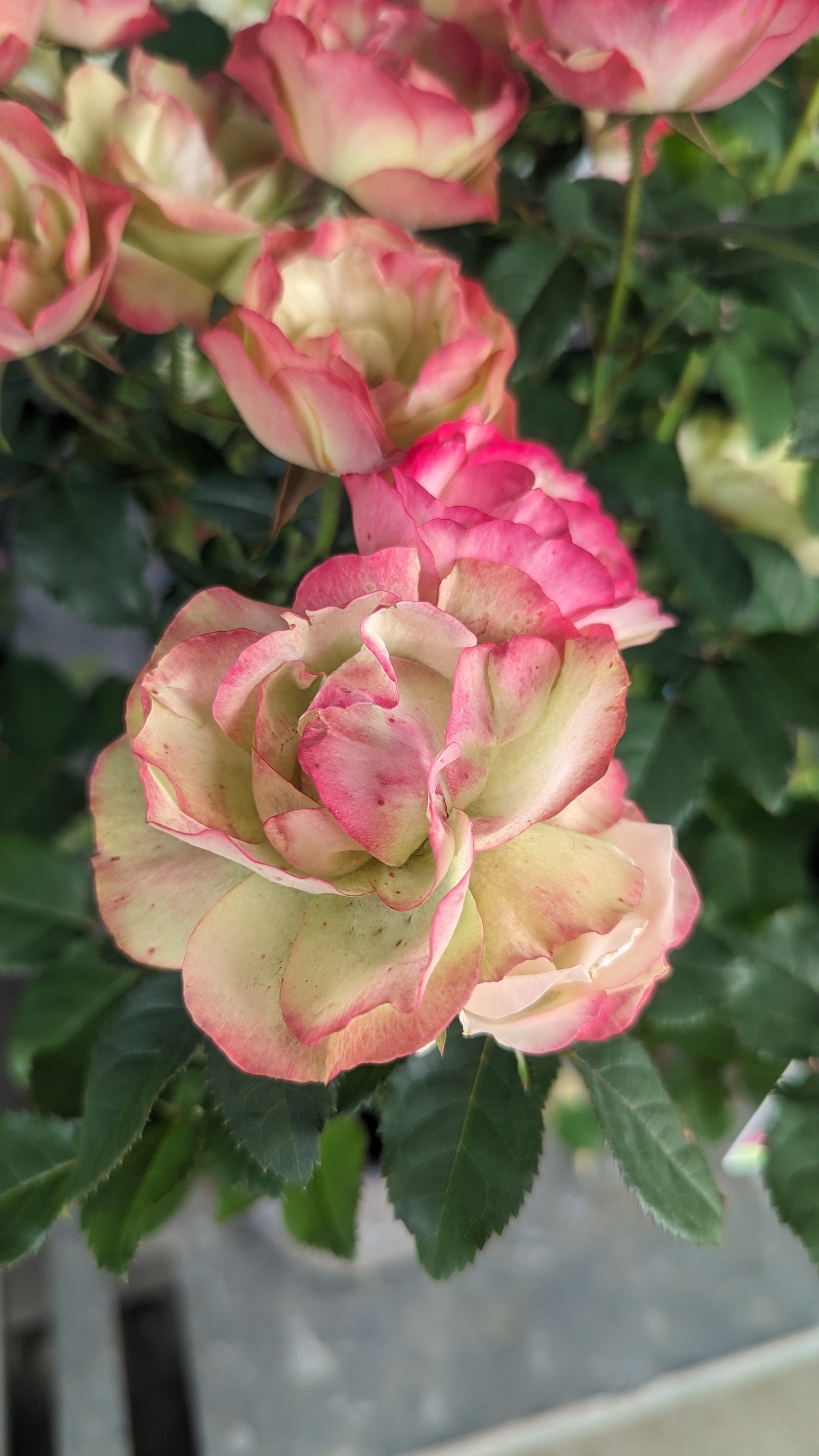 Close-up of pink and green flowers with leaves in the background