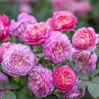 Close-up of pink and purple roses with green leaves