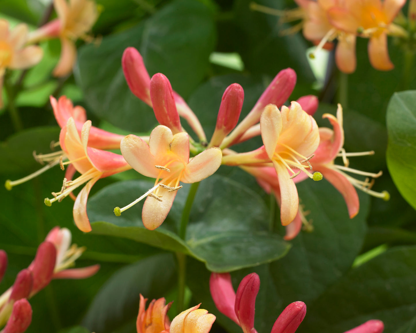 Close-up of pink and yellow honeysuckle flowers with green leaves.