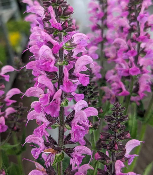 Close-up of pink flowers with a blurred background