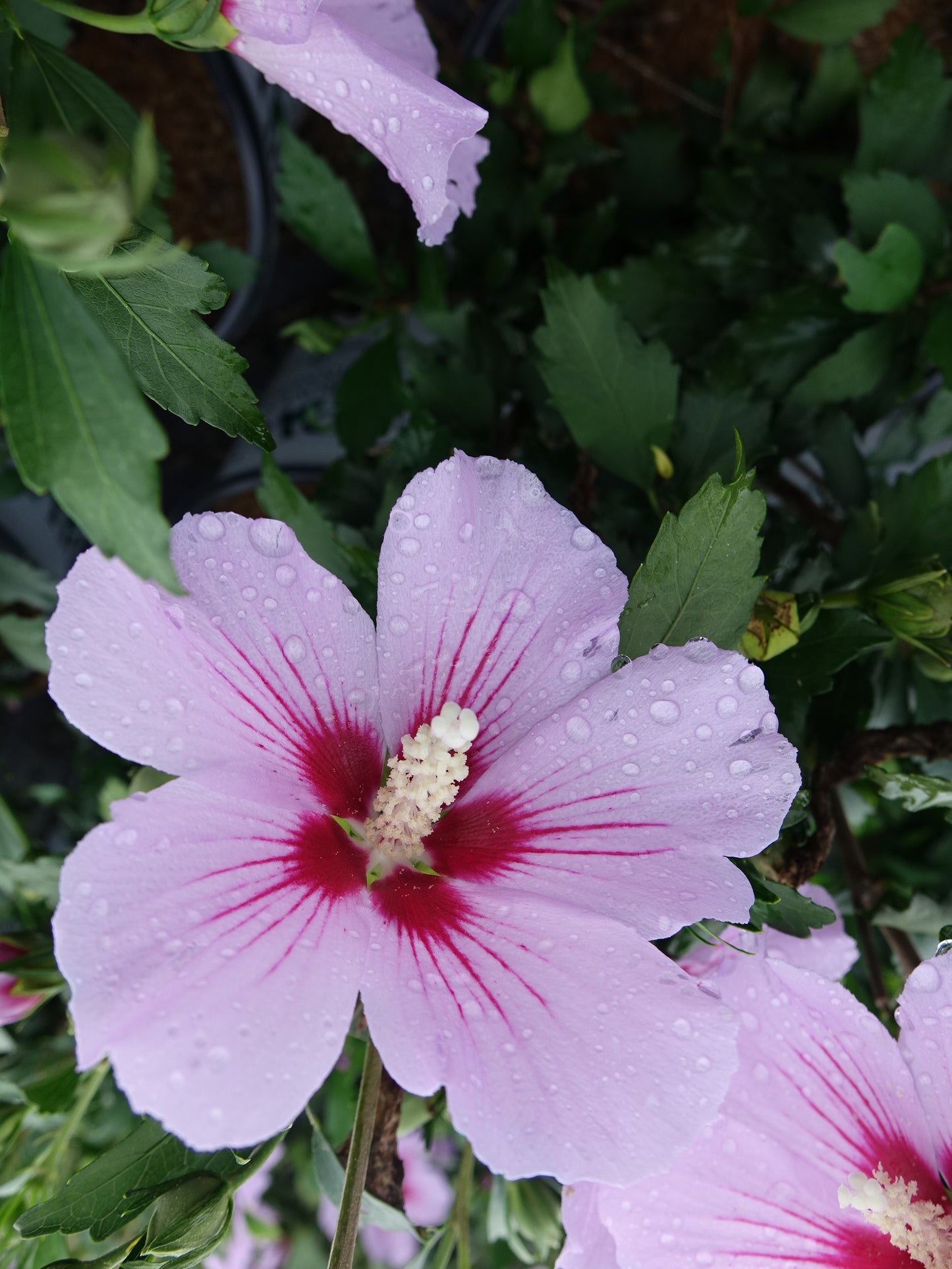 Close-up of pink hibiscus flower with red eye and green leaves