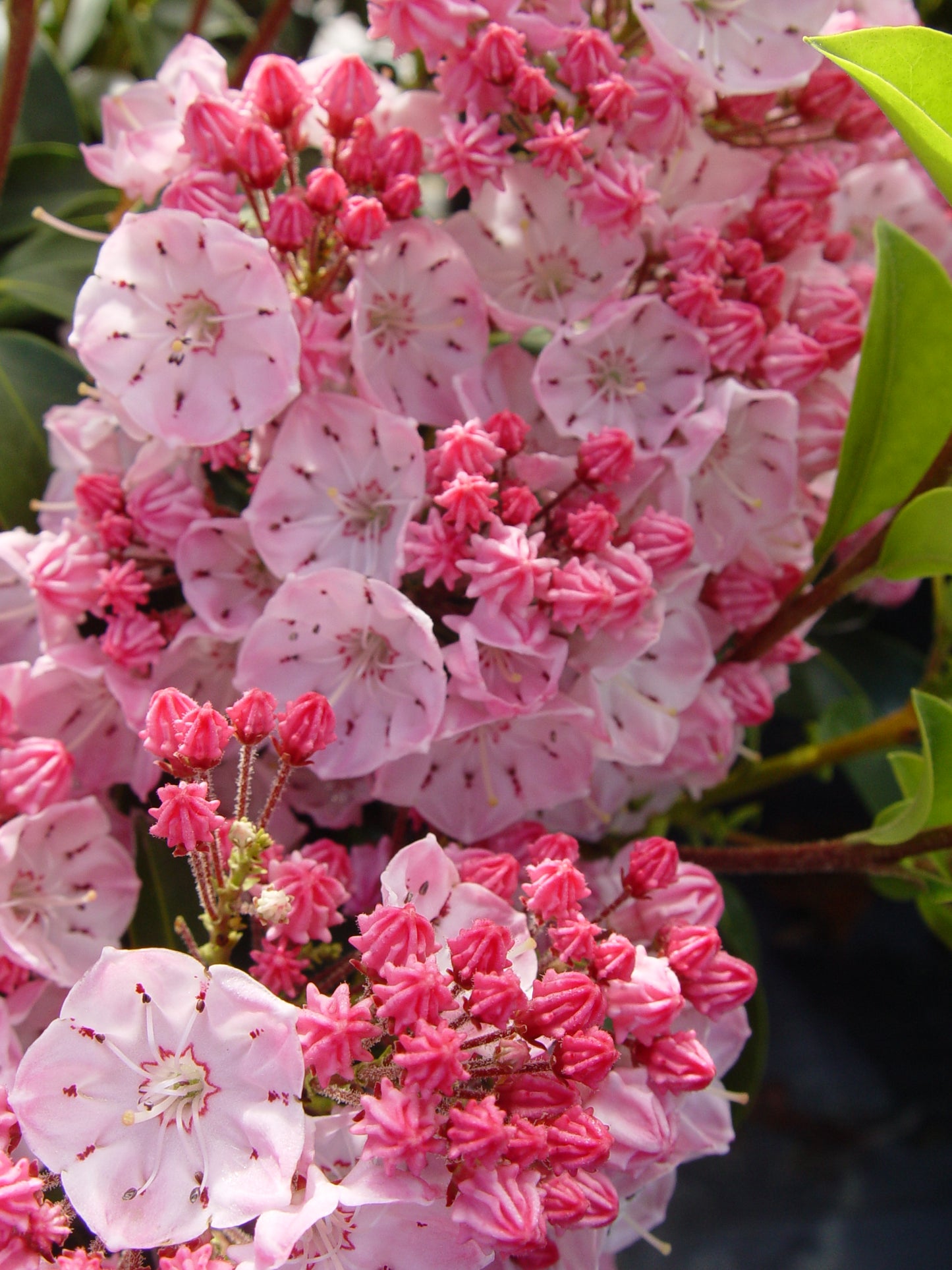Close-up of pink mountain laurel flowers with green leaves.