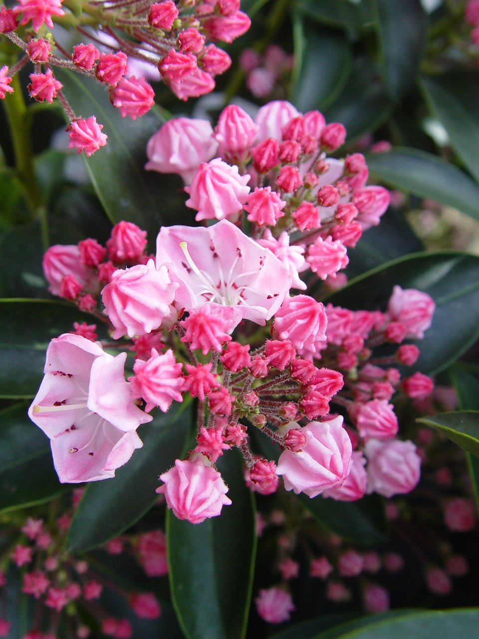 Close-up of pink mountain laurel flowers with green leaves