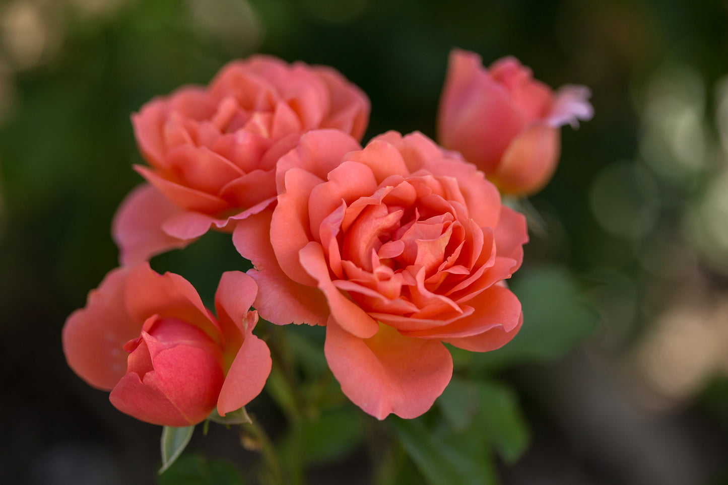 Close-up of pink roses with a blurred green background
