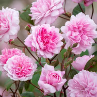 Close-up of pink roses with green leaves