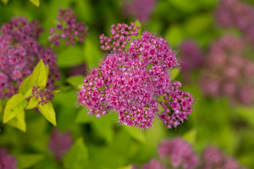 Close-up of pink spirea flowers with green foliage in the background.