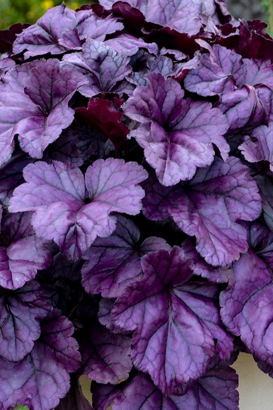Close-up of purple and pink heart-shaped leaves