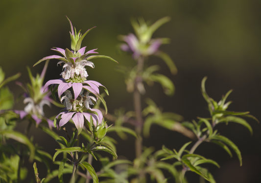 Close-up of purple and yellow spotted beebalm flowers with green foliage in the background.