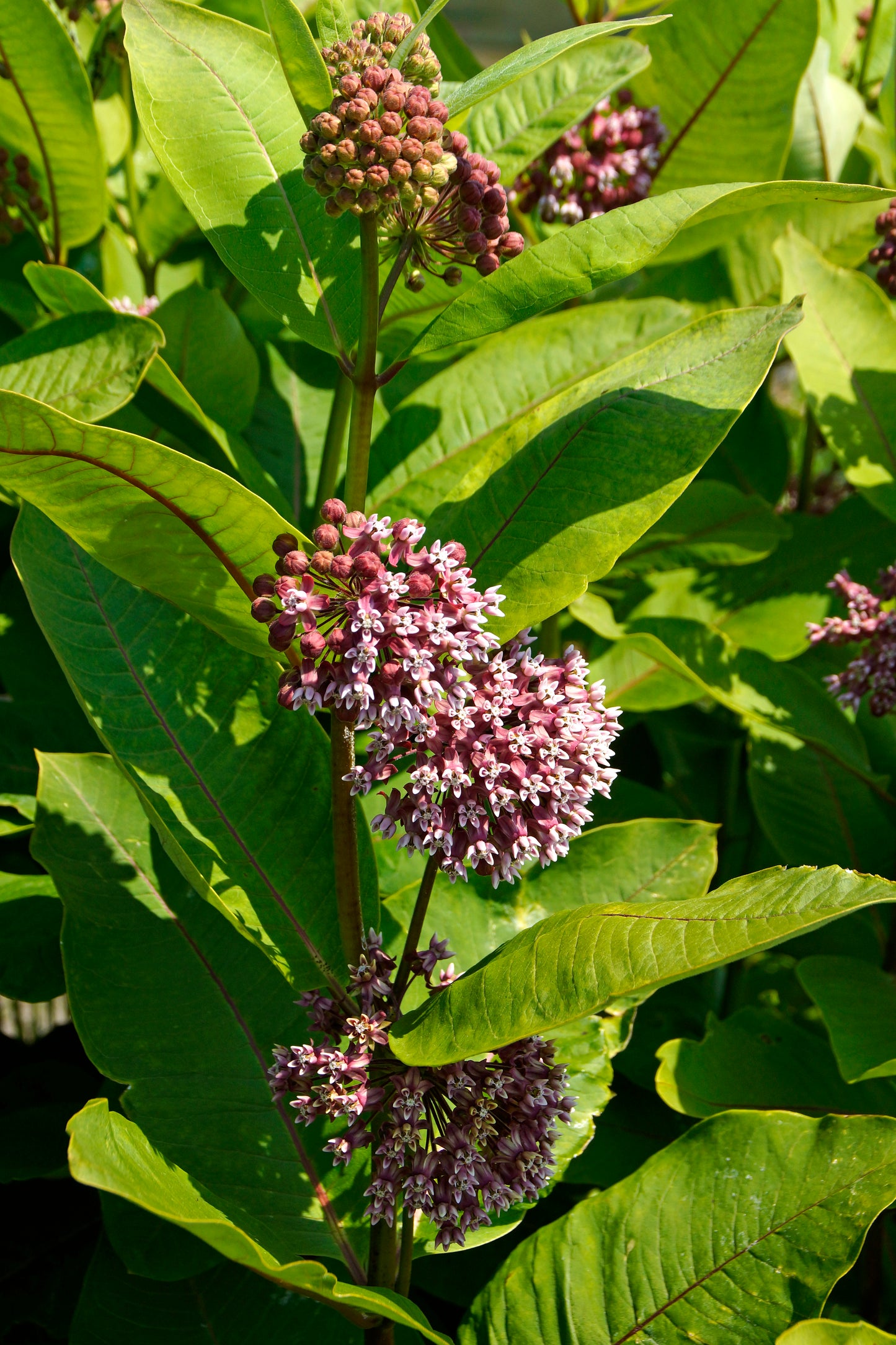 Close-up of purple milkweed flowers with green leaves
