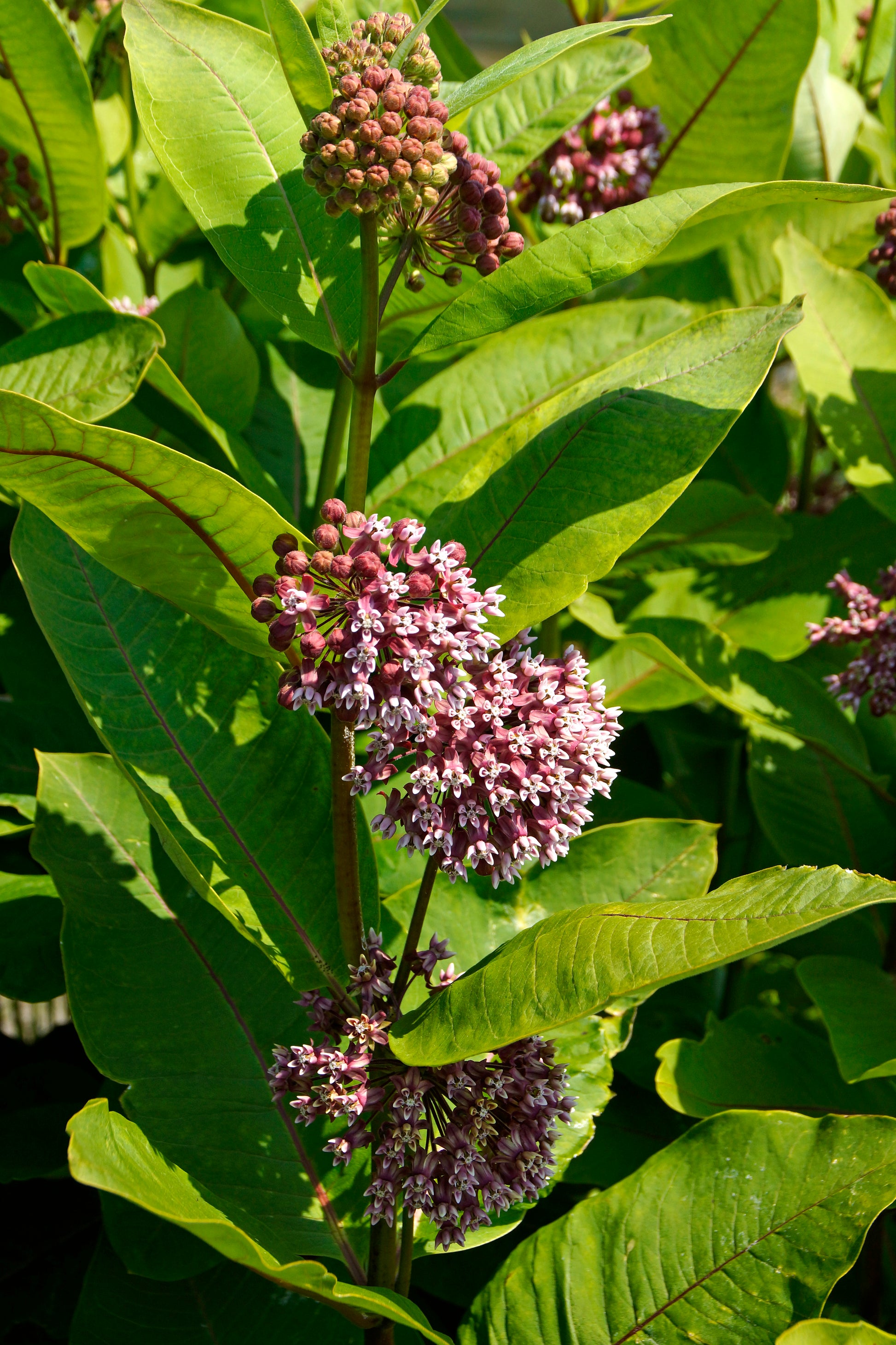 Close-up of purple milkweed flowers with green leaves
