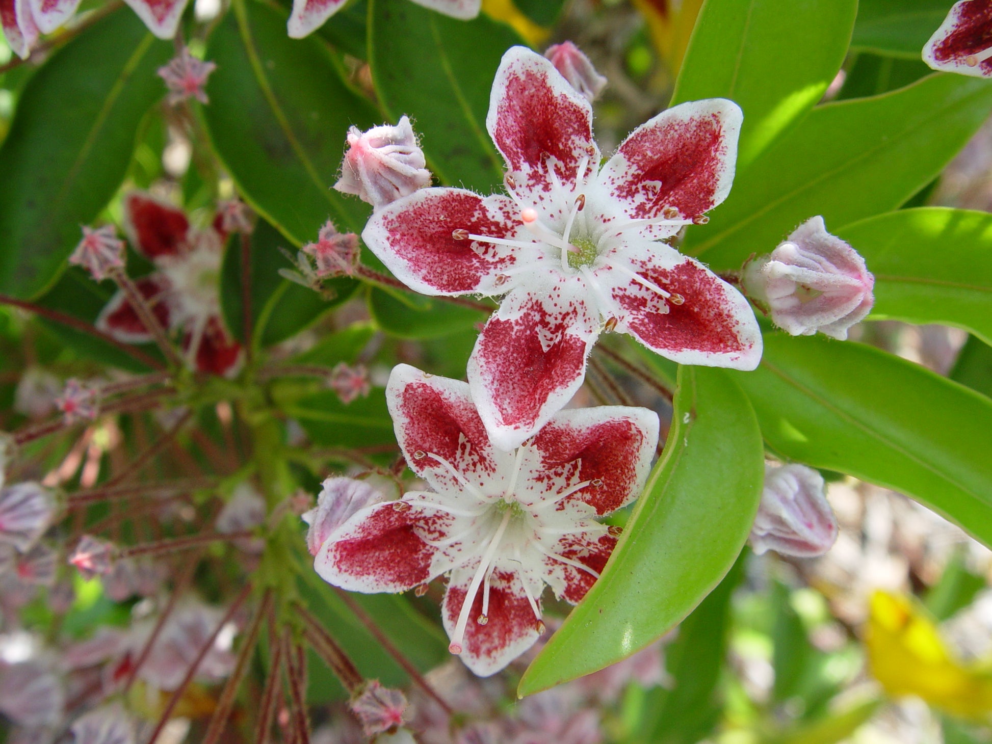 Close-up of red and white flowers with green leaves