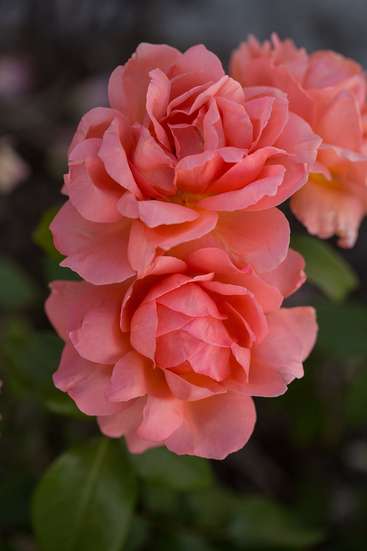 Close-up of two pink roses with a blurred green background