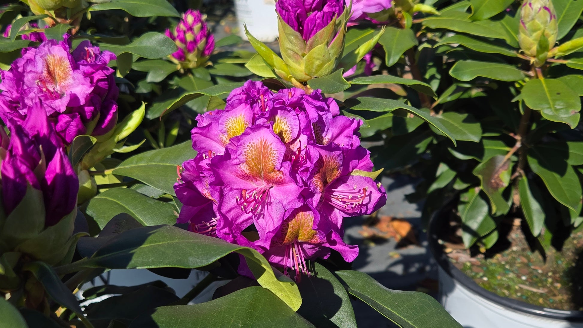Close-up of vibrant purple flowers with green leaves