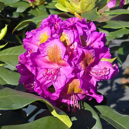 Close-up of vibrant purple flowers with green leaves in the background