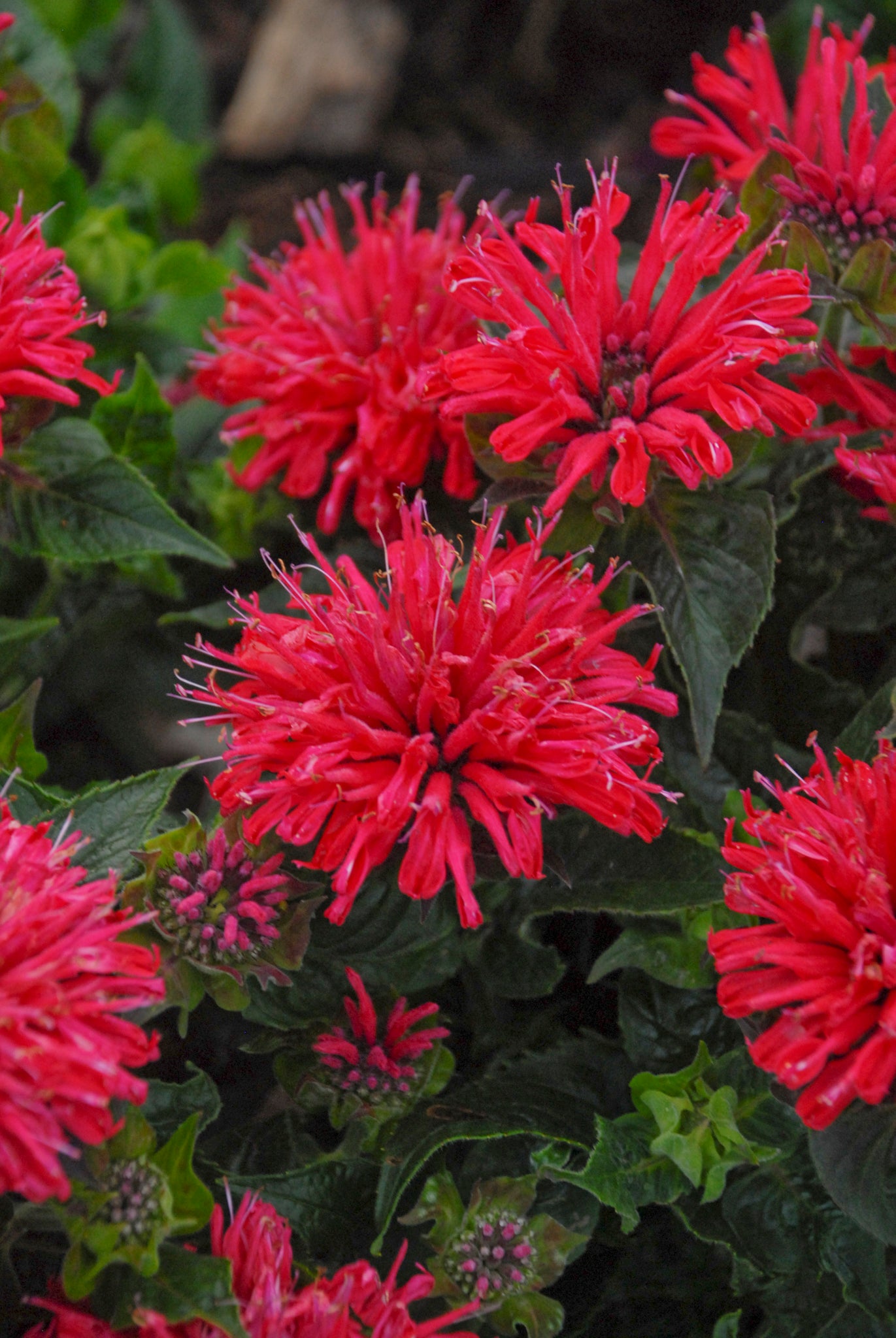 Close-up of vibrant red flowers with green leaves