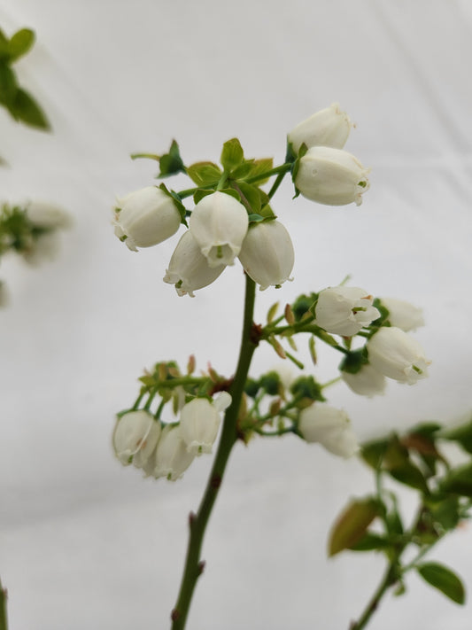 Close-up of white bell-like flowers on a blueberry shrub.