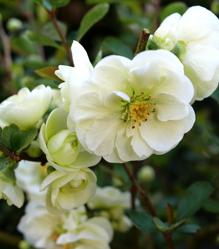 Close-up of white double flowers on a quince shrub.