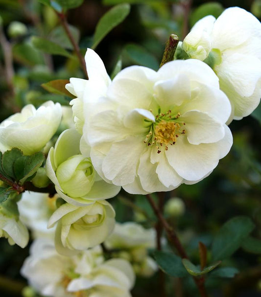 Close-up of white double flowers on a quince shrub.
