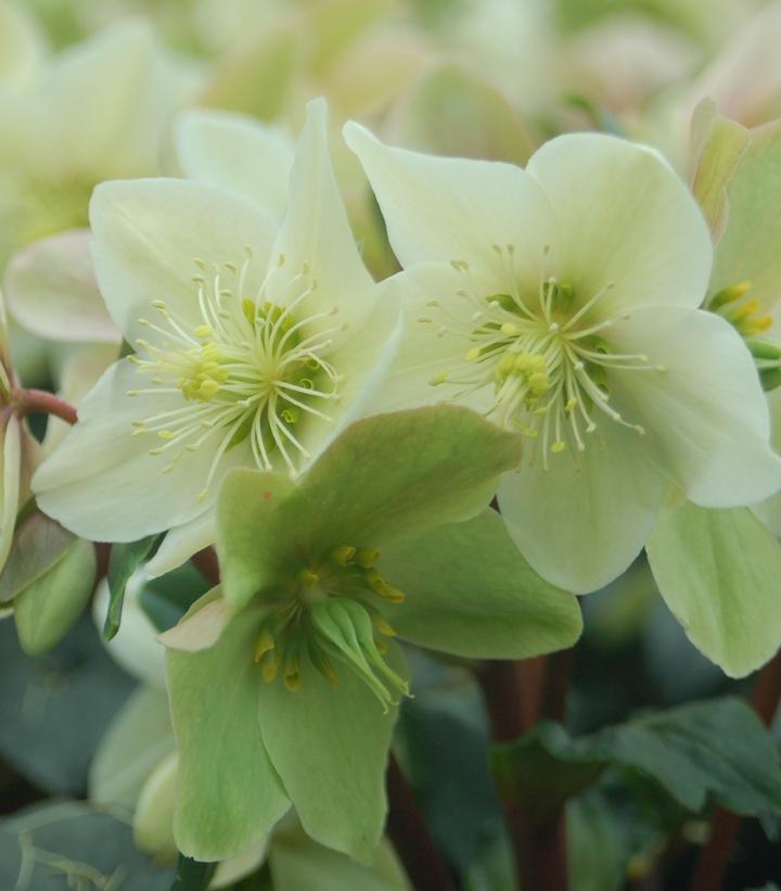 Close-up of white flowers of the Champion Helleborus, with green leaves and pinkish centers.