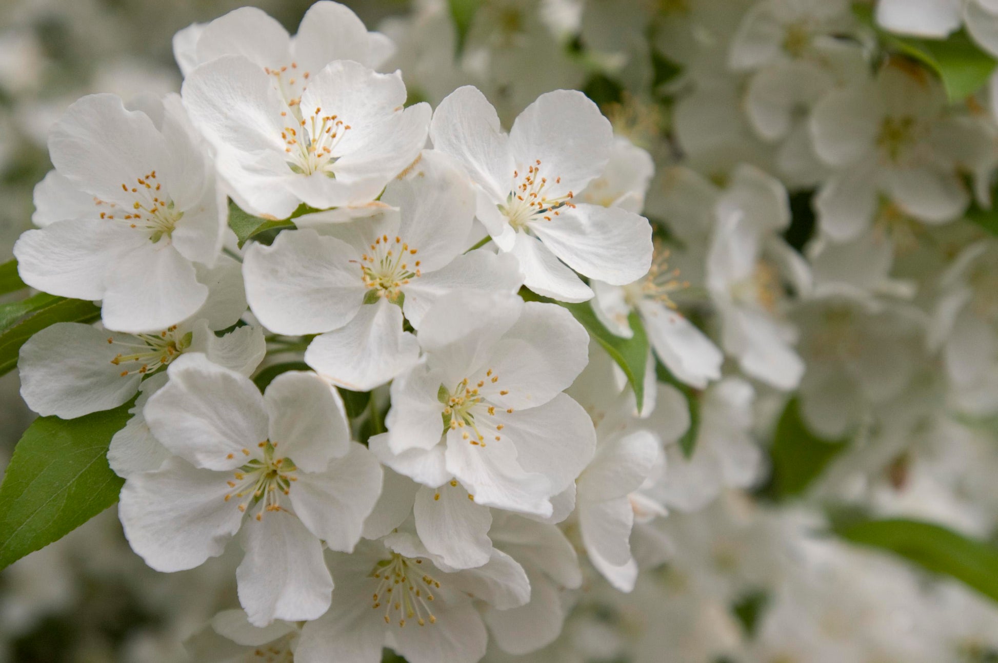 Close-up of white flowers with green leaves