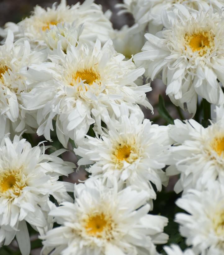 Close-up of white flowers with yellow centers.