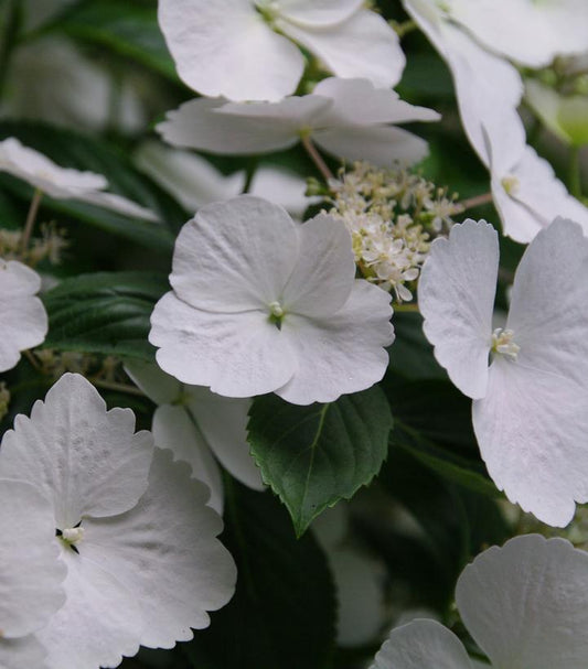 Close-up of white hydrangea flowers with green leaves.