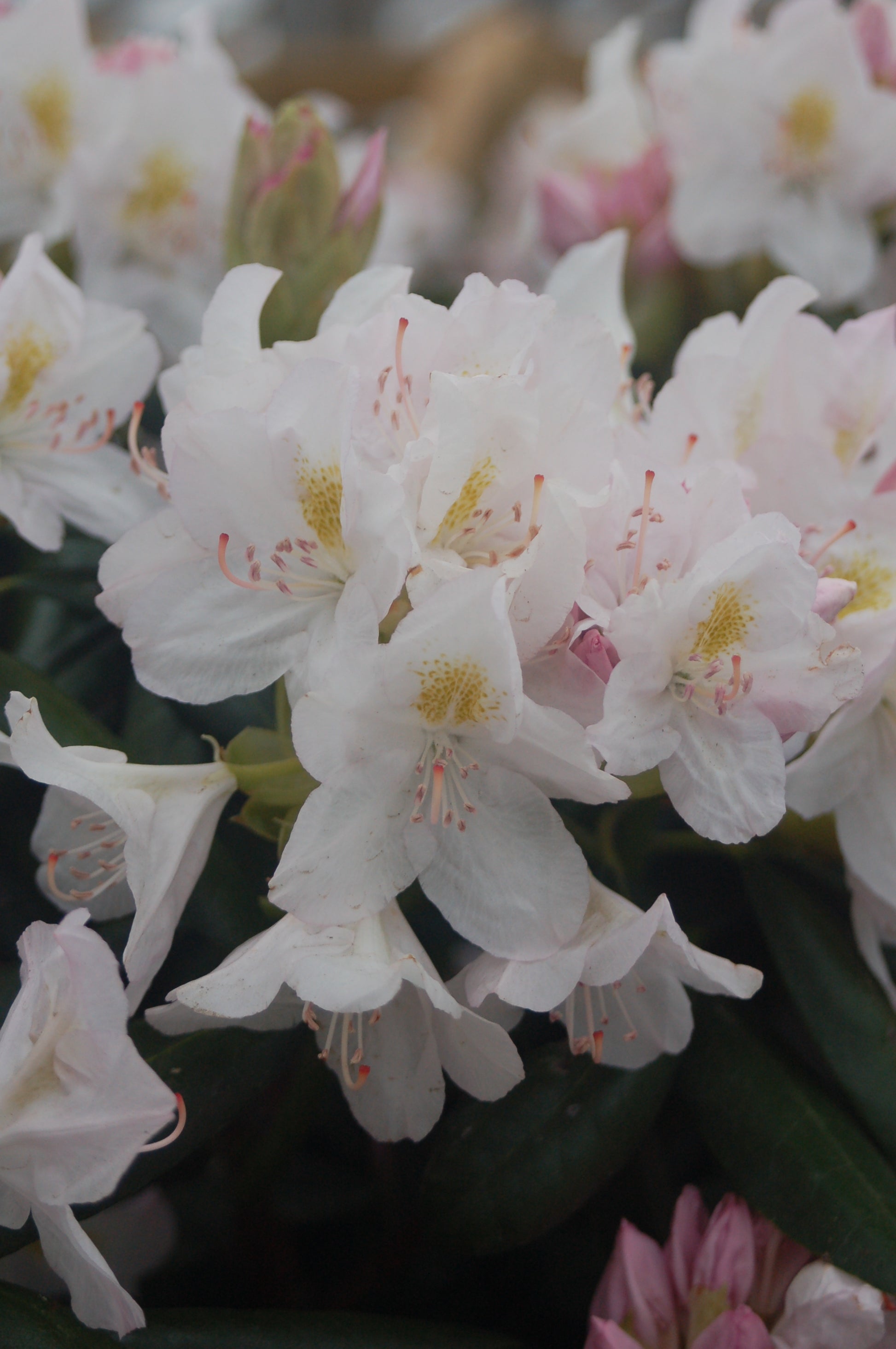 Close-up of white rhododendron flowers with pink centers and green leaves.