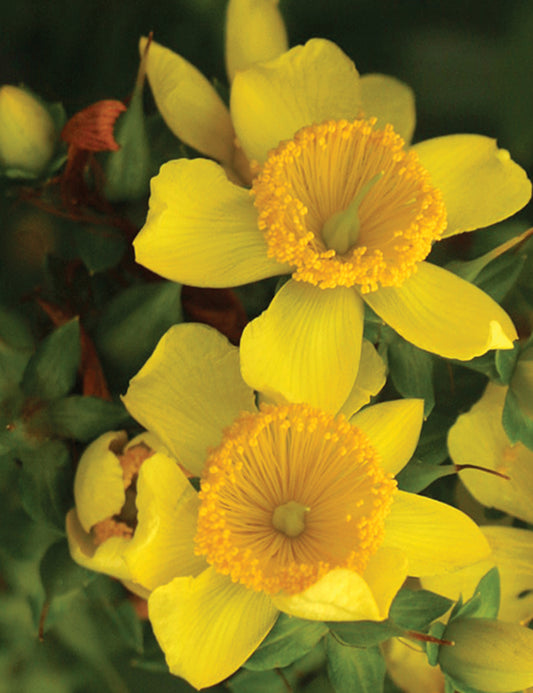Close-up of yellow daffodil-like flowers with deep green, willow-like leaves