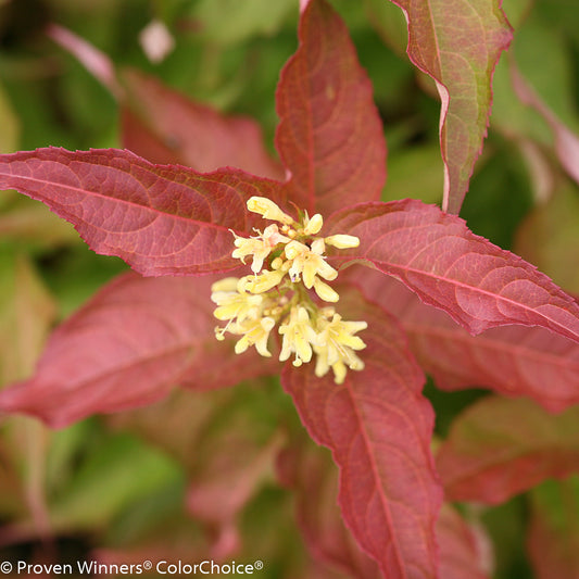 Close-up of yellow flowers on an orange bush honeysuckle plant.