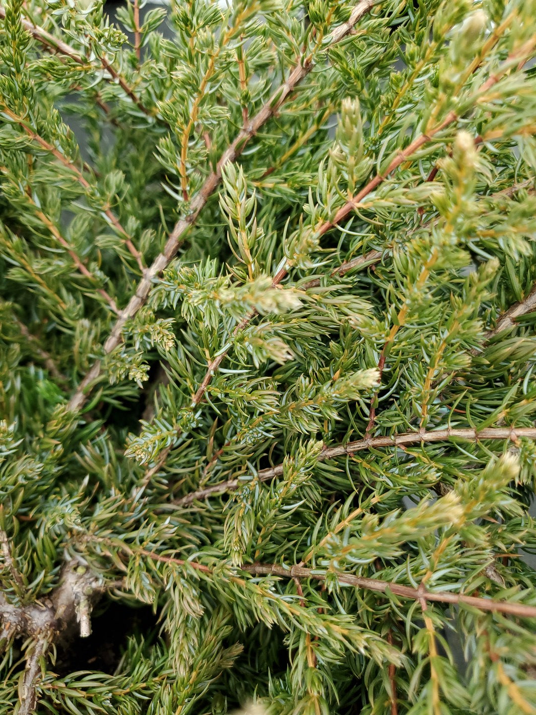 Close-up view of green juniper foliage showing needle-like leaves.