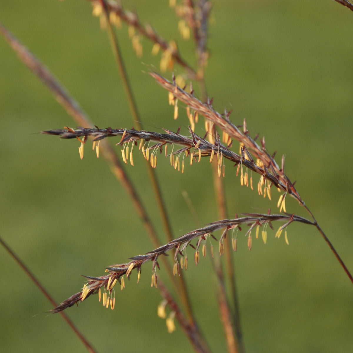 Close‑up of Big Bluestem’s slender green leaves showing tall upright grass foliage