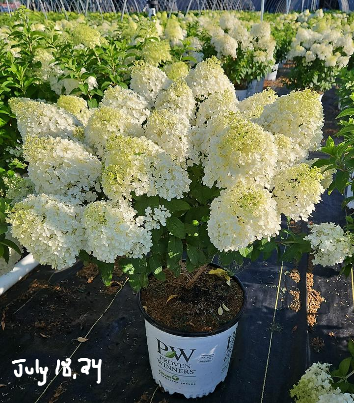 Close‑up of Bobo® Hardy Hydrangea white flower panicles in full bloom on a dwarf shrub