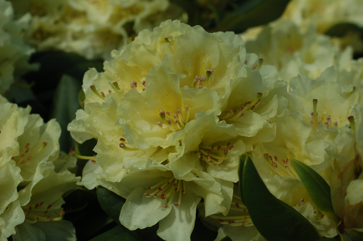 Close‑up of Capistrano Rhododendron yellow flower cluster