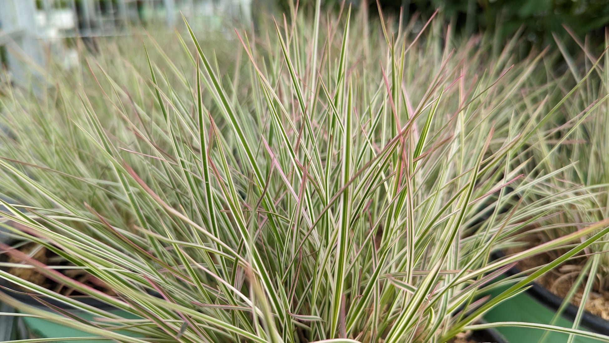 Close‑up of Chameleon Little Bluestem leaves with striped white and green pattern