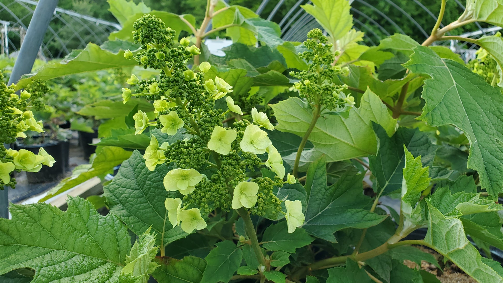 Close‑up of Munchkin Oakleaf Hydrangea white blooms and deeply lobed oak‑like leaves