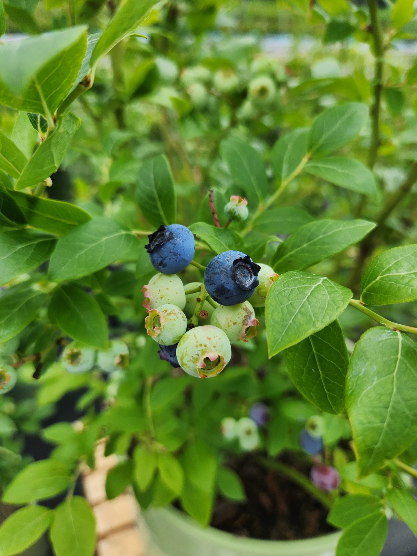 Close‑up of Northland blueberry branches and leaves